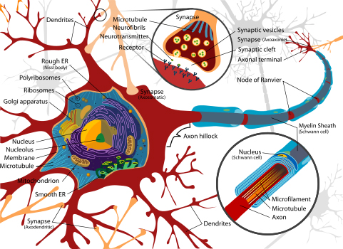 neuron copy.jpg