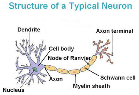 Neuron2.jpg